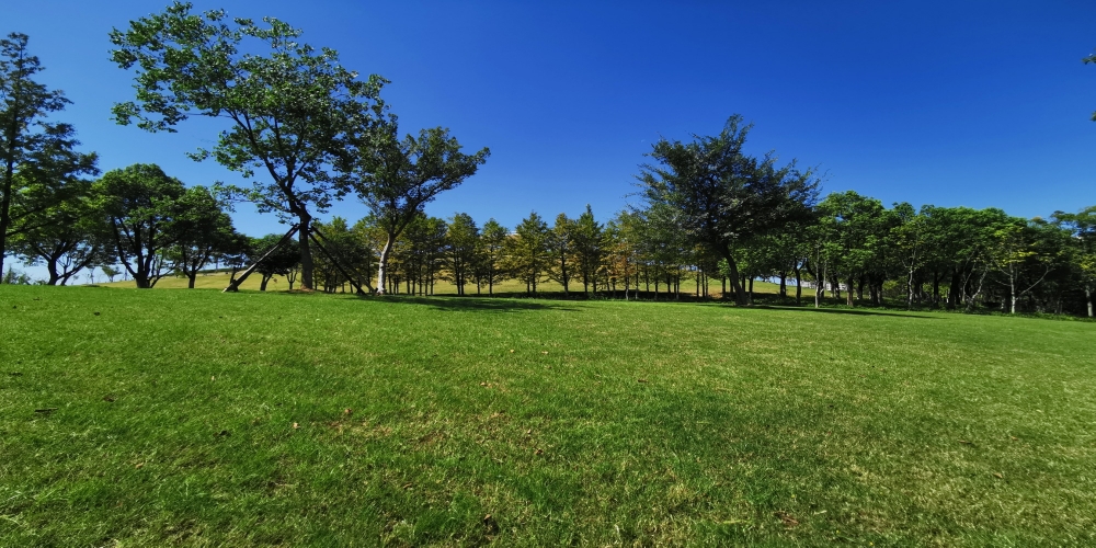 合肥廬陽(yáng)區(qū)廬州公園一期綠化景觀養(yǎng)護(hù)